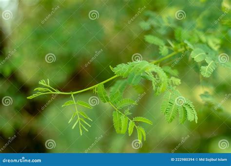 Vachellia Nilotica is a Flowering Plant, the Bark, Gum, Leaves, Seeds ...