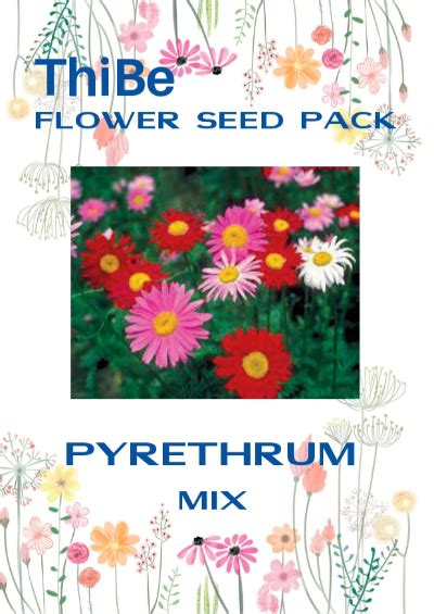 PYRETHRUM ASSORTED MIX FLOWER GSP – ThiBe Seeds