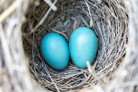 Selective Focus Photography2 Blue Egg on Nest · Free Stock Photo