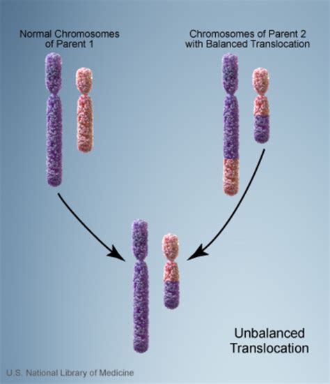 Cri Du Chat Syndrome Chromosome