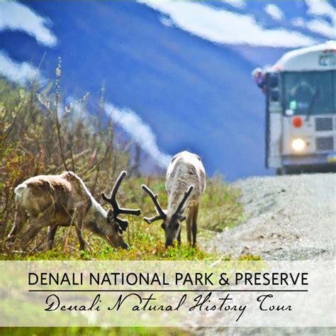 14 best images about Denali National Park Tours on Pinterest | Preserve ...