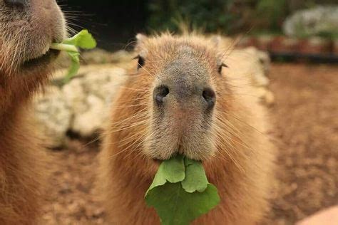 Capybara