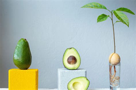 How to Grow an Avocado Tree Indoors From a Seed