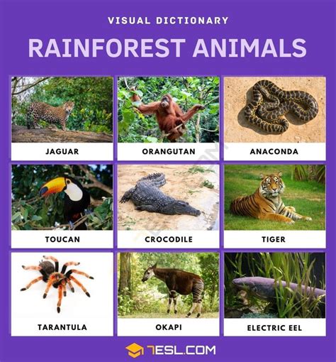 an image of rainforest animals and their names