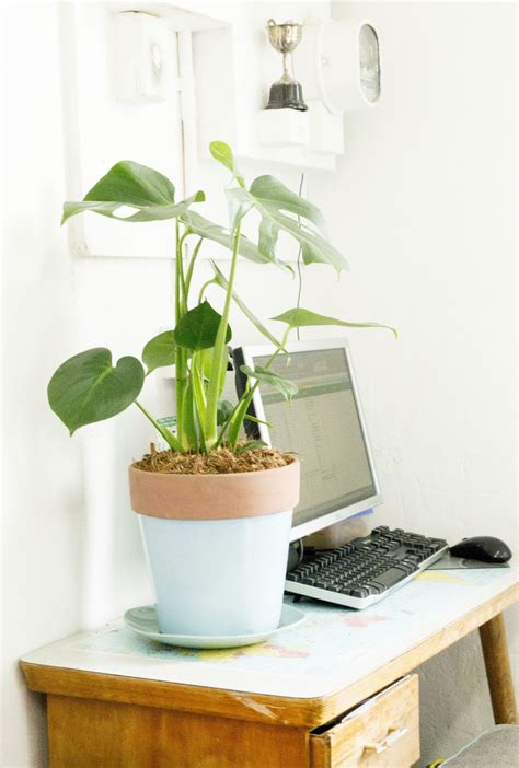 Work Mood Booster: Buy a Desk Plant | Plants, Desks and Desk Plant