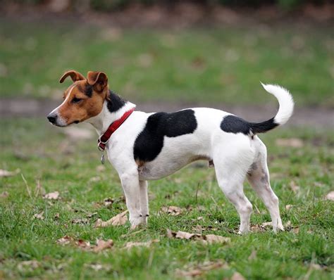 Wishbone Dog Breed