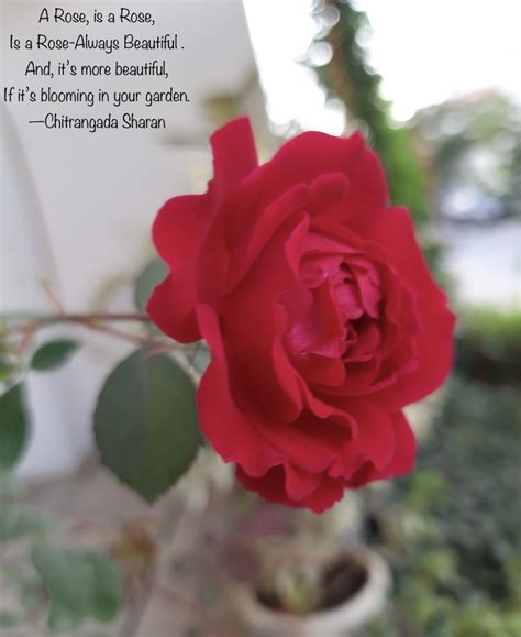 The Little Red Flower Poem | Best Flower Site