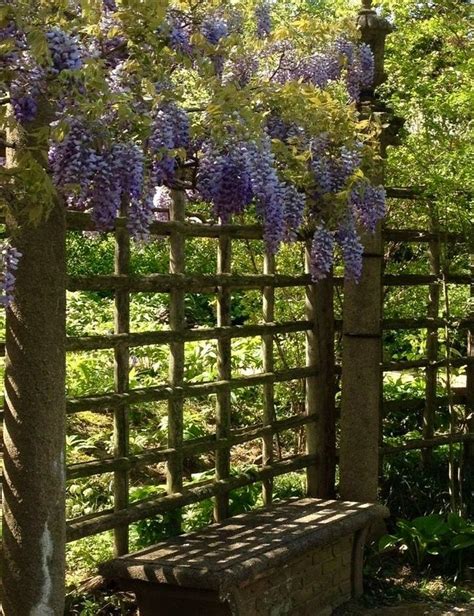 "Wisteria woke me this morning, And straight I walked to the trellis vine, Wisteria touched a ...