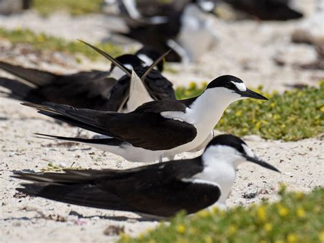 Sooty Tern - eBird