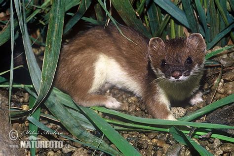 Mustela erminea Pictures, Stoat, Ermine Images, Nature Wildlife Photos | NaturePhoto