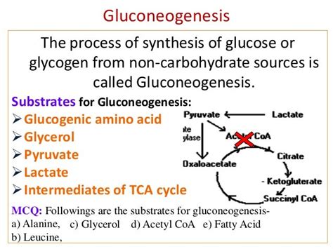 Gluconeogenesis