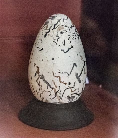 Great Auk Egg | Starmind Conservation