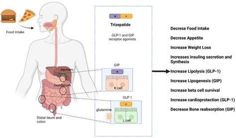 Molecules | Free Full-Text | Tirzepatide, a New Era of Dual-Targeted ...