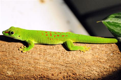 Madagascar Giant Day Gecko | Madagaskar, Gecko