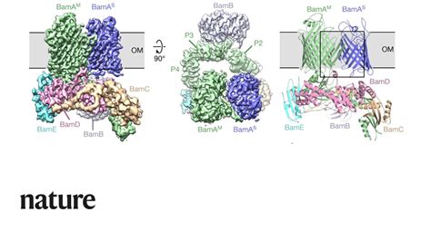 A report in Nature describes the structure of a beta-barrel protein in the process of folding ...