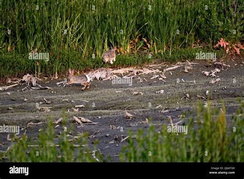 The black-tailed jackrabbit - Lepus californicus Stock Photo - Alamy