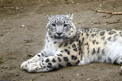 Snow leopard Stock Photo by ©sunworld 39574613