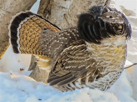 Pennsylvania State Bird | Ruffed Grouse