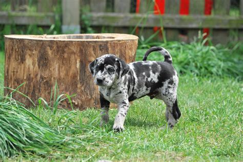 Catahoula Leopard Dog - Puppies, Rescue, Pictures, Information ...