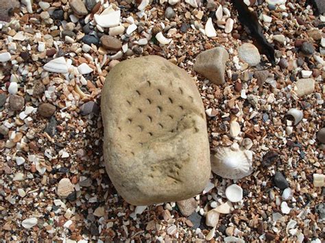 Plant fossil impressions on a sandstone block bedding plane – UK Fossil Collecting