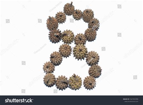 Fruits Seeds Casuarina Equisetifolia Arranged Form Stock Photo 1567393789 | Shutterstock