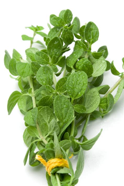 Types Of Oregano: How To Grow And Use Popular Oregano Varieties