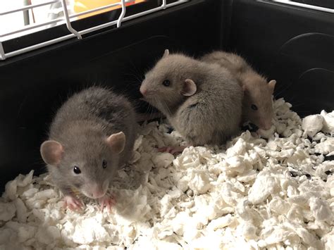 new babies!! : r/RATS