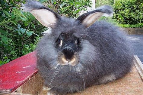 Giant Angora Rabbit Recognized colors: Many. Shown in white and colored classes. Size: Minimum ...