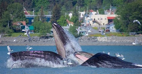 The Best Wildlife Viewing Spots in Seward & Kenai Fjords | ALASKA.ORG