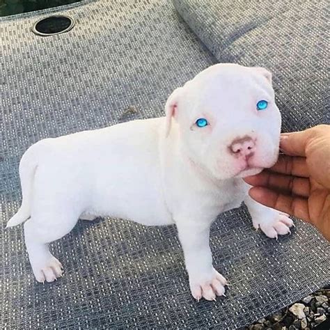 White blue eyed pitbull puppy in 2020 | Pitbull puppies, Cute dog ...