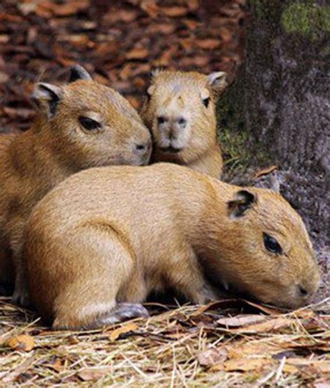 In Florida at the Brevard Zoo, three capybara babies are pictured looking very adorable ...