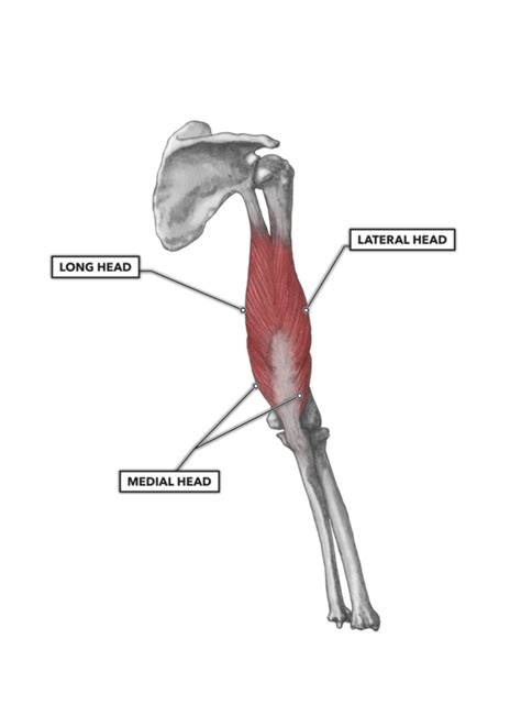 CrossFit | Elbow Musculature, Part 2: Posterior Extensors