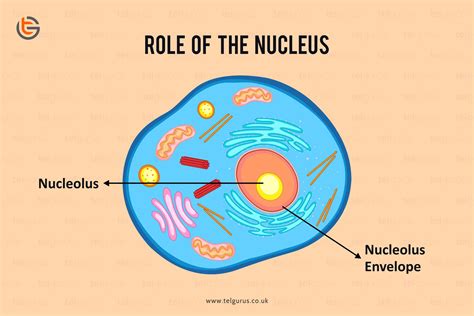 Nucleus