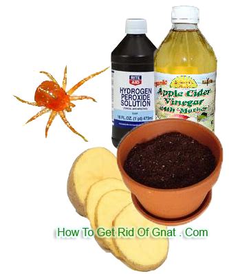 How to Get Rid of Fungus Gnats Fast? ~ Best Homemade Gnat Traps and ...