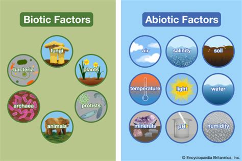 Diagram of Biotic and Abiotic factors | Quizlet