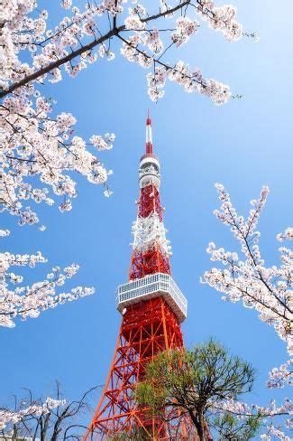 'Tokyo Tower during the cherry blossom season, Minato, Tokyo, Japan ...