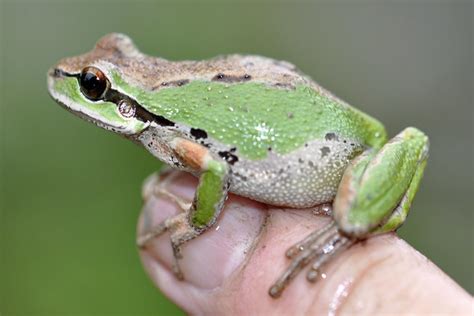 Frog with a very distinctive ear | Flickr - Photo Sharing!