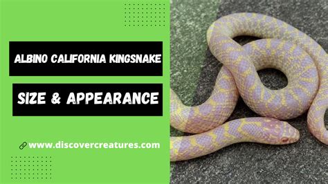 Albino California Kingsnake Habitat USA Online | futuros.abrelatam.org