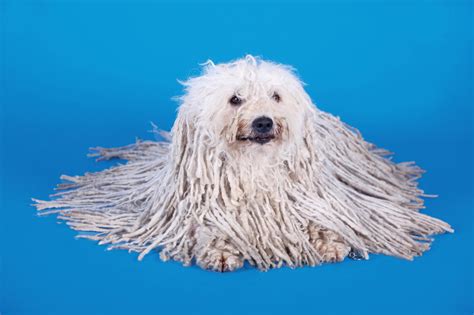 Top 7 Coolest-Looking Dogs, Ranked