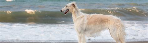 Borzoi Guide - Complete Owners Breed Guide - My Family Vets