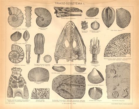 1896 Triassic Fossils Ammonites Cephalopods Bivalves