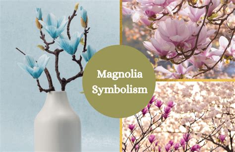 Magnolia Flower - Meaning and Symbolism - Symbol Sage