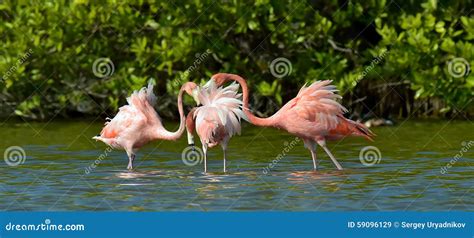 Mating dance of a flamingo stock image. Image of graceful - 59096129