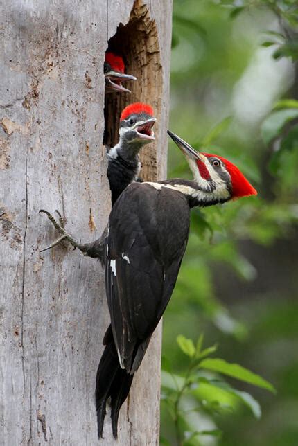 Photo of the Day: Pileated Woodpecker | Audubon