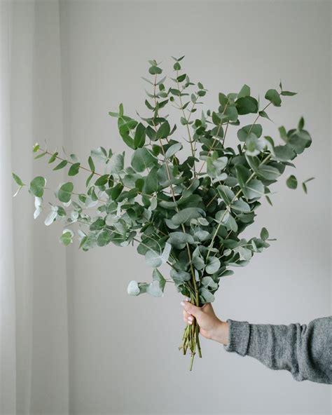 Eucalyptus Bundle | Flower Delivery in Bristol