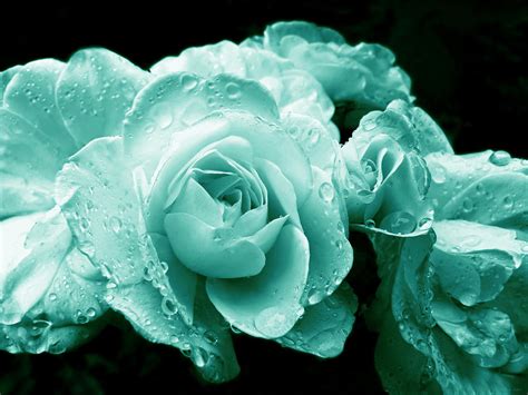 Teal Roses with Raindrops Photograph by Jennie Marie Schell - Fine Art America