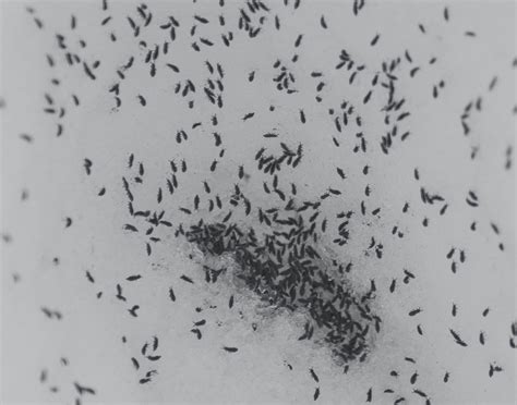 Snow Fleas: When a “Flea” isn’t a Flea - Insect Diagnostic Lab