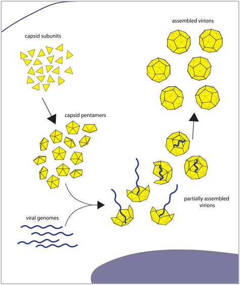 Schematic of targets of genetic interference: capsid assembly and ...