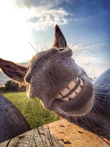 Poem contest The Smiling Donkey - Limerick - All Poetry