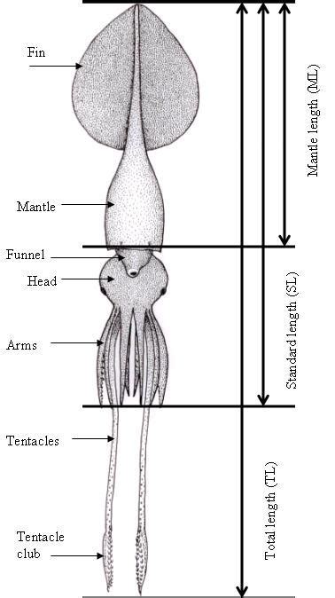 Giant Squid and Colossal Squid Fact Sheet (Dr. Steve O'Shea and Kat ...